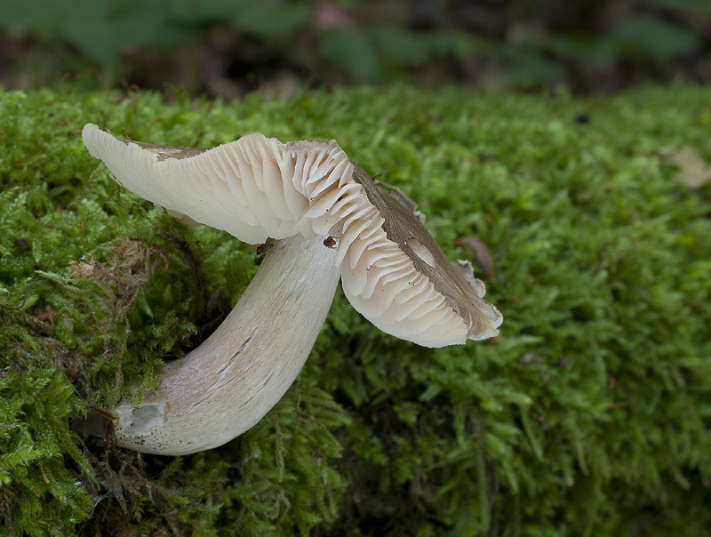 Megacollybia platyphylla